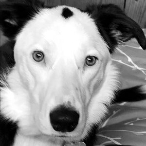 Meet your Posher, Elliott